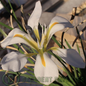 white winter iris growing in my garden