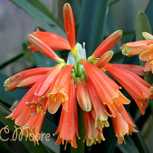 Clivia Cyrtanthiflora growing min my garden