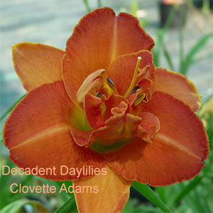 Daylily daylilies growing in my garden