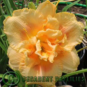 Daylily daylilies growing in my garden