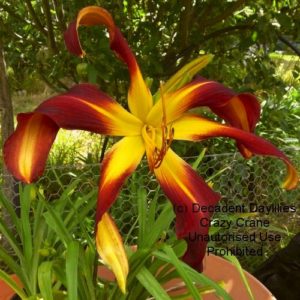 Daylily daylilies growing in my garden