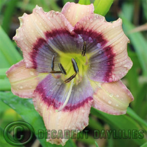 Daylily daylilies growing in my garden