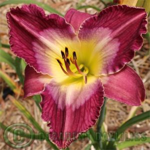 Daylily daylilies growing in my garden