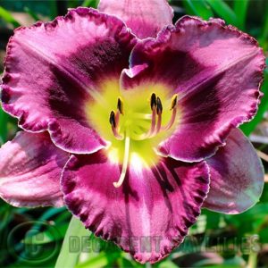 Daylily daylilies growing in my garden