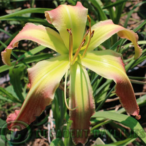 Daylily daylilies growing in my garden