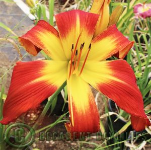 Daylily All American Chief - Decadent Daylilies Australia