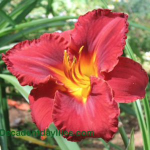 Daylily daylilies growing in my garden