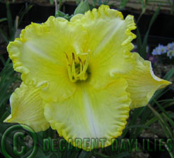 Daylily daylilies growing in my garden