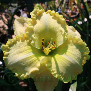 Daylily daylilies growing in my garden