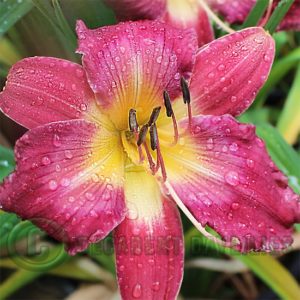 Daylily daylilies growing in my garden