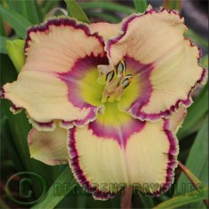 Daylily daylilies growing in my garden