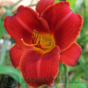 Daylily daylilies growing in my garden