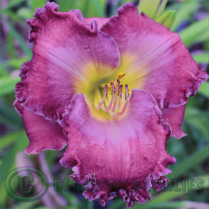 Daylily daylilies growing in my garden