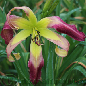 Daylily daylilies growing in my garden