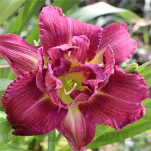 Daylily daylilies growing in my garden