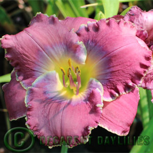 Daylily daylilies growing in my garden