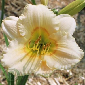 Daylily daylilies growing in my garden