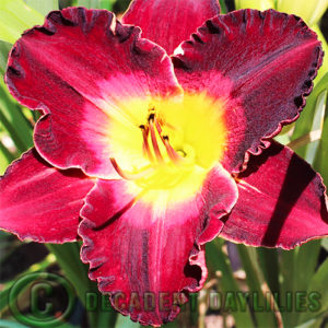 Daylily daylilies growing in my garden