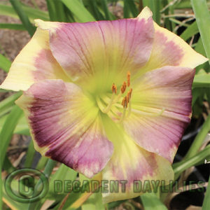 Daylily daylilies growing in my garden