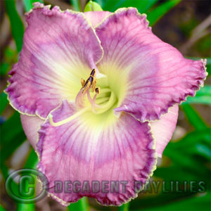 Daylily daylilies growing in my garden