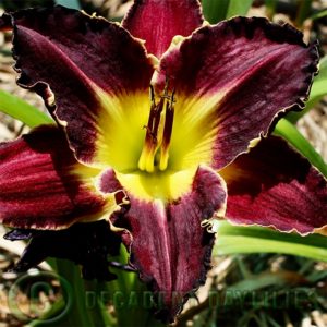 Daylily daylilies growing in my garden