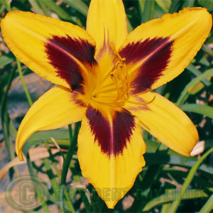 Daylily daylilies growing in my garden