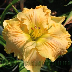 Daylily daylilies growing in my garden
