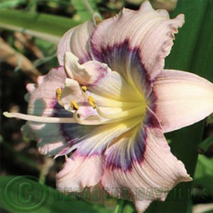 Daylily daylilies growing in my garden