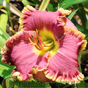 Daylily daylilies growing in my garden