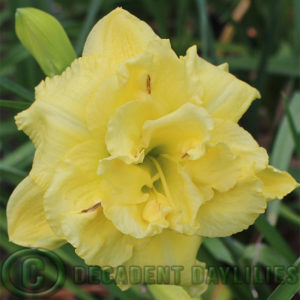 Daylily daylilies growing in my garden