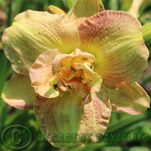 Daylily daylilies growing in my garden