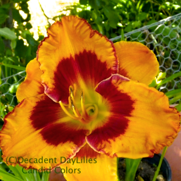 Daylily daylilies growing in my garden