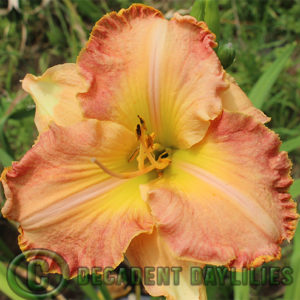 Daylily daylilies growing in my garden