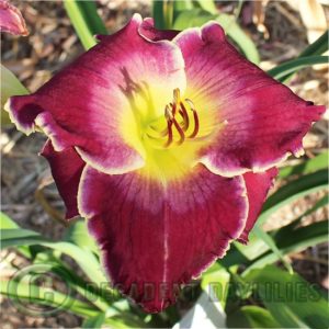 Daylily daylilies growing in my garden