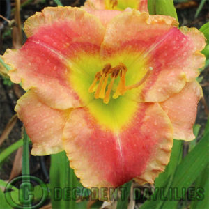 Daylily daylilies growing in my garden