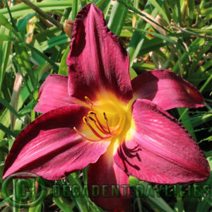 Daylily daylilies growing in my garden