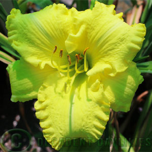 Daylily daylilies growing in my garden