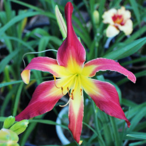 Daylily daylilies growing in my garden