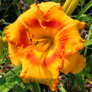 Daylily daylilies growing in my garden