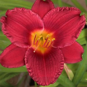 Daylily daylilies growing in my garden