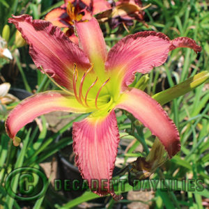 Daylily daylilies growing in my garden