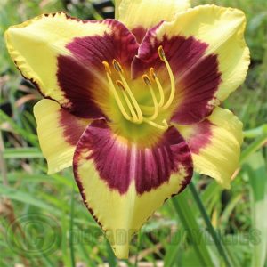 Daylily daylilies growing in my garden