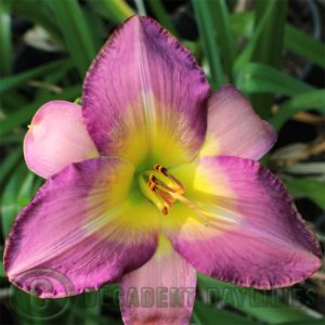 Daylily daylilies growing in my garden