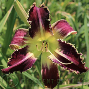 Daylily daylilies growing in my garden