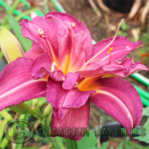 Daylily daylilies growing in my garden