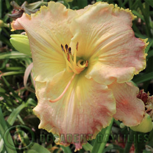 Daylily daylilies growing in my garden