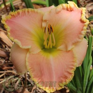 Daylily daylilies growing in my garden