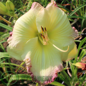 Daylily daylilies growing in my garden