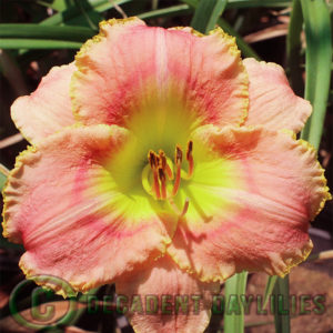 Daylily daylilies growing in my garden