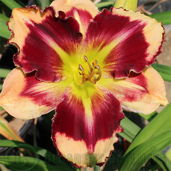 Daylily daylilies growing in my garden